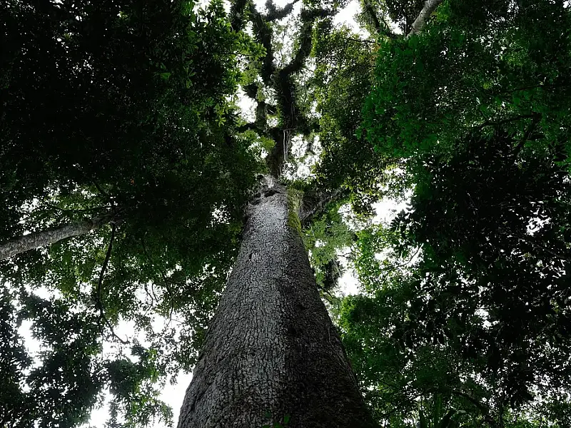 Lula sanciona lei do licenciamento ambiental com 63 vetos