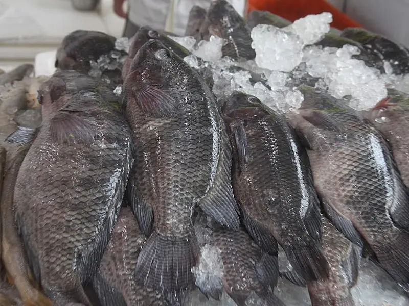 Sexta-feira Santa terá 11 pontos de venda de pescados em Santos