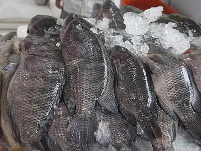 Sexta-feira Santa terá 11 pontos de venda de pescados em Santos