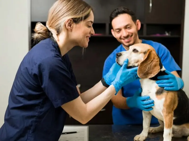 Cubatão promove castração de cães e gatos, de 28 a 30 de julho