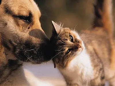 Campanha de castração de cães e gatos está com inscrições abertas