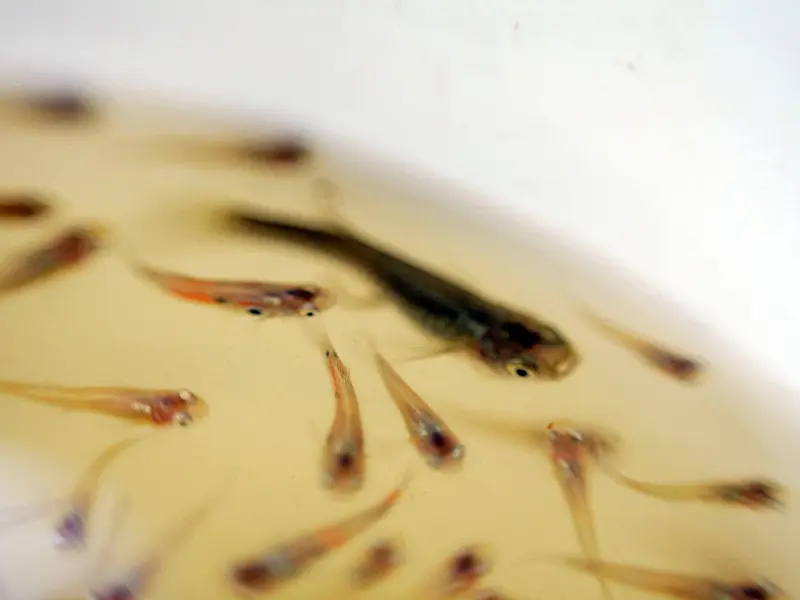 Peixinho é grande aliado no combate ao mosquito da dengue em Santos
