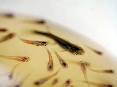 Peixinho é grande aliado no combate ao mosquito da dengue em Santos