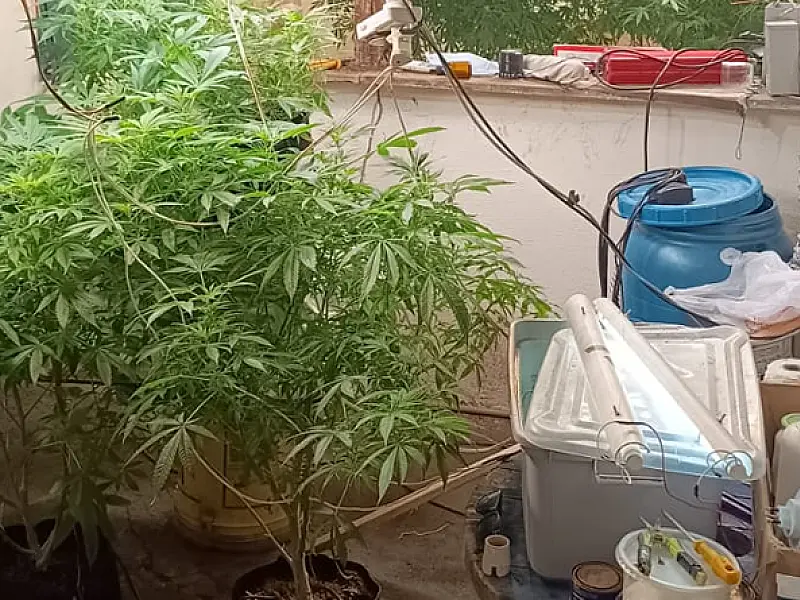 Estufa de maconha é descoberta em casa abandonada no litoral norte de SP