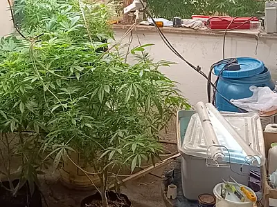 Estufa de maconha é descoberta em casa abandonada no litoral norte de SP