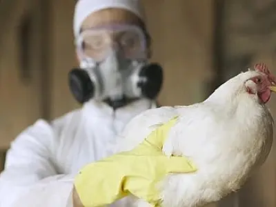OMS confirma primeira morte por variante H5N2 da gripe aviária