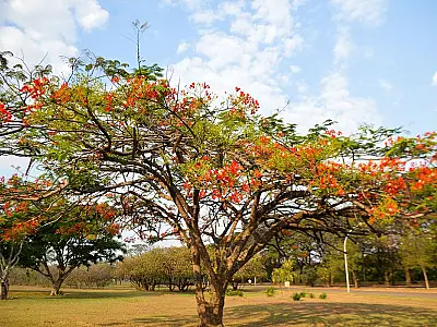 Primavera começa às 3h50 deste sábado