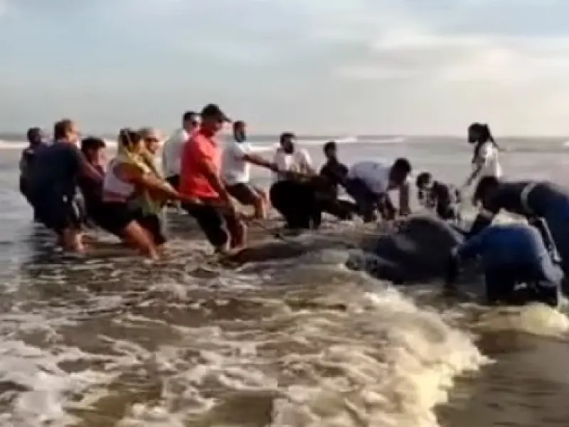 Raia gigante de 6 m encalha em praia de SP e dá trabalho para ser salva