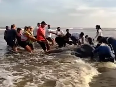 Raia gigante de 6 m encalha em praia de SP e dá trabalho para ser salva