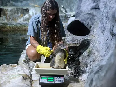 Filhote de pinguim nasce no Aquário de Santos e se torna grande atração do parque