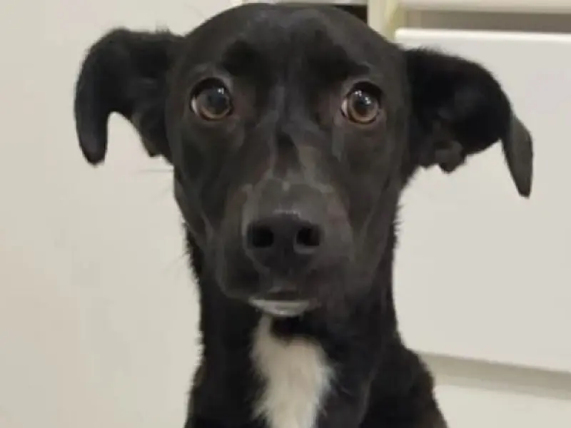 Cachorrinha de um ano foge de casa e donos pedem ajuda para encontrá-la