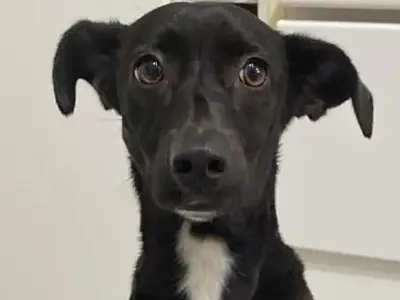Cachorrinha de um ano foge de casa e donos pedem ajuda para encontrá-la