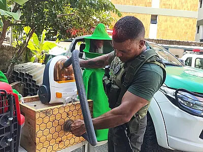 Saruês representam 28% das capturas do Grupamento de Defesa Ambiental de Guarujá