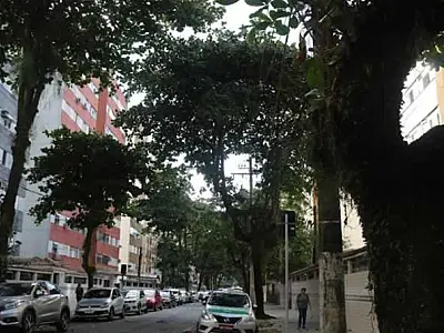 Força-tarefa realiza poda de árvores na Rua Guedes Coelho, em Santos, a partir do dia 22