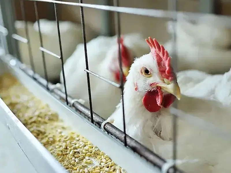 Gripe aviária: Brasil confirma dois focos e investiga seis casos