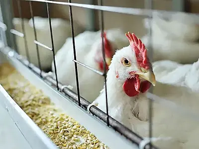 Gripe aviária: Brasil confirma dois focos e investiga seis casos