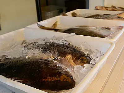 Caminhão do Peixe do Guarujá tem pescados a preços acessíveis