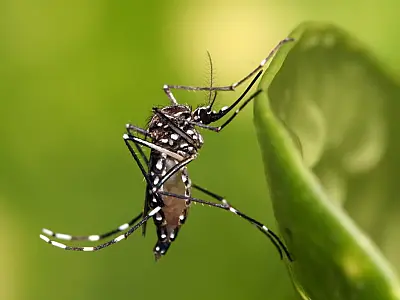 Saúde lança campanha após aumento da dengue, Zika e chikungunya