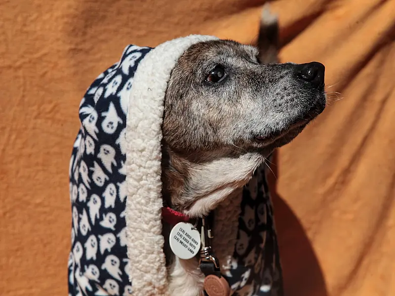 Santos arrecada cobertores para proteger animais abrigados no inverno