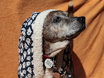 Santos arrecada cobertores para proteger animais abrigados no inverno