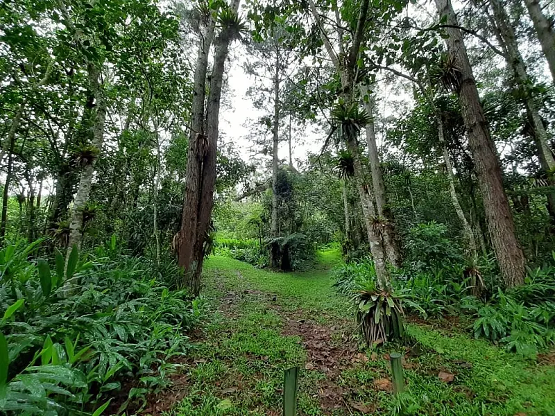 Governo de SP lança plataforma para digitalizar licenciamento ambiental e dar mais agilidade