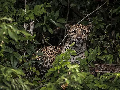 Amazônia: estudo mostra que onças estão em áreas ameaçadas pelo homem