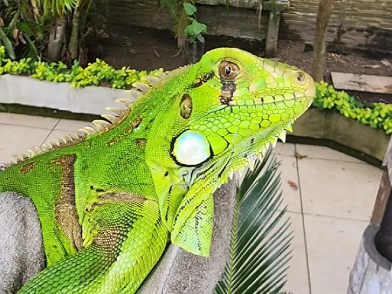 Grupamento de Defesa Ambiental resgata iguana no Jardim Progresso, no Guarujá