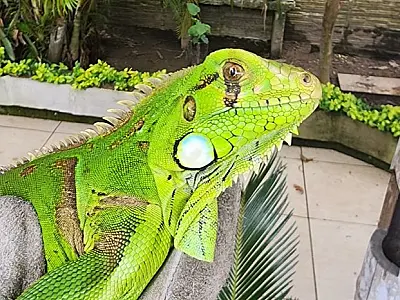 Grupamento de Defesa Ambiental resgata iguana no Jardim Progresso, no Guarujá