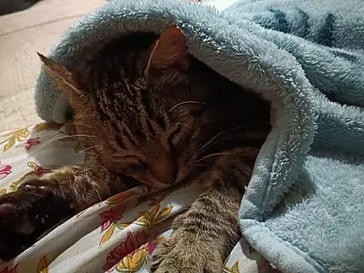 Gato mais velho da Ubasa de São Vicente ganha novo lar após sete meses na fila de adoção