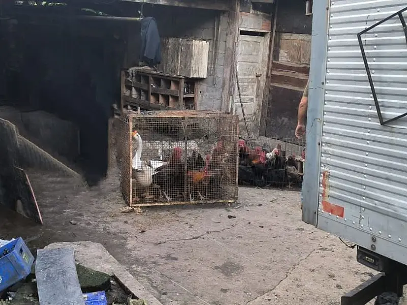 Força-tarefa resgata cerca de 150 animais de local insalubre em São Vicente