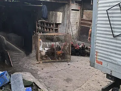 Força-tarefa resgata cerca de 150 animais de local insalubre em São Vicente