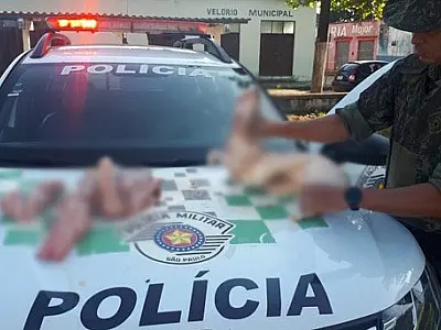PM Ambiental apreende animais abatidos e multa infratores em R$ 22 mil no Vale