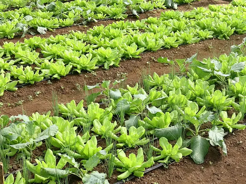 Conab: preço da batata e da alface caiu em março