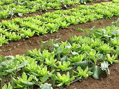 Conab: preço da batata e da alface caiu em março