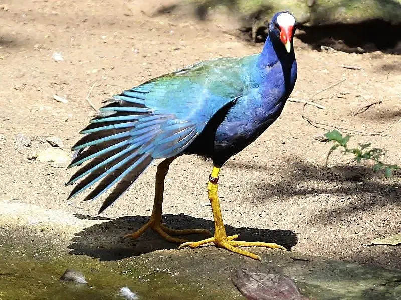 Santos apresenta suas ações em maior encontro sobre observação de aves do Brasil