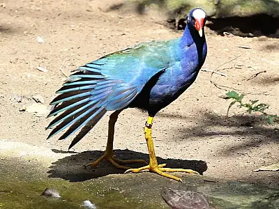 Santos apresenta suas ações em maior encontro sobre observação de aves do Brasil