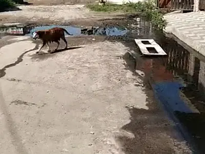 Esgoto a céu aberto na Vila Sônia, em Praia Grande, preocupa moradores do bairro
