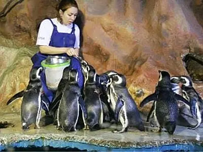 Nasce o 6º pinguim de Magalhães no Acqua Mundo, no Guarujá