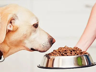 Indústria de alimentos para pets calcula aumento nos preços