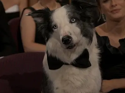 Participação de cachorro Messi no Oscar foi gravada antes da premiação