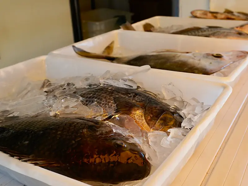 Caminhão do Peixe em Guarujá tem pescados a preços acessíveis