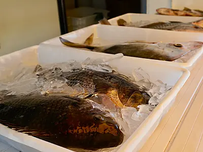 Caminhão do Peixe em Guarujá tem pescados a preços acessíveis