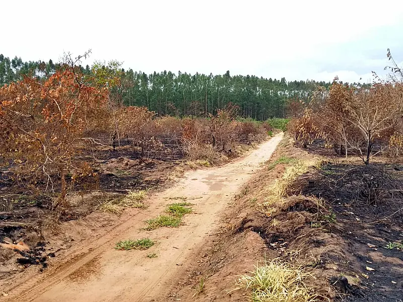 Por que o desmate cresce no cerrado e cai na Amazônia