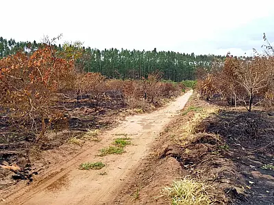 Por que o desmate cresce no cerrado e cai na Amazônia