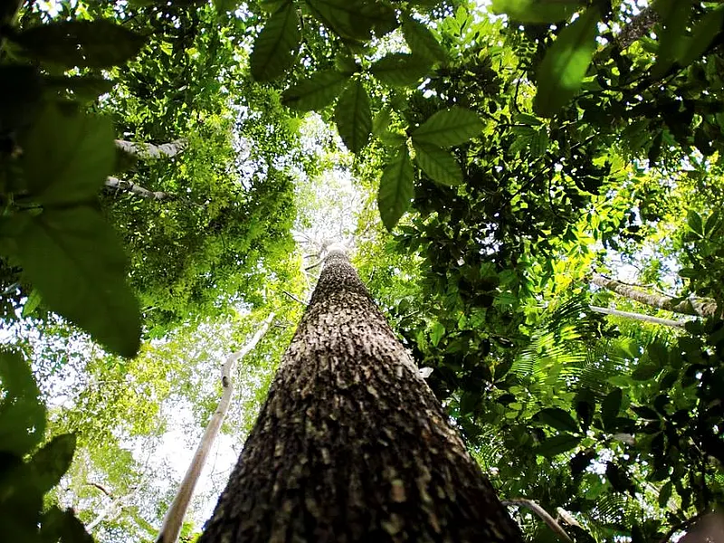 Crise climática pode ser combatida com monetização de reflorestamento