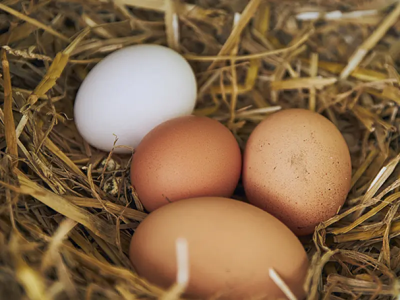Ovo é tudo igual? Tudo o que você precisa saber sobre esse alimento