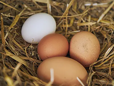 Ovo é tudo igual? Tudo o que você precisa saber sobre esse alimento