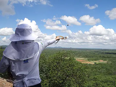 Quilombolas usam estilingues para restaurar caatinga em Pernambuco