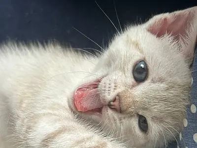 Guarujá terá feira de adoção de animais, neste sábado