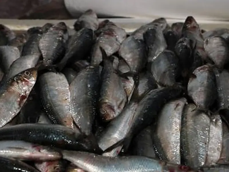 Festival oferece sardinha a partir de R$ 12,99 no Mercado de Peixes de Santos